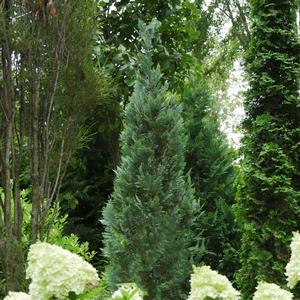 PINPOINT® BLUE FALSE CYPRESS