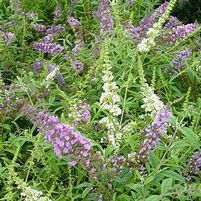 TRI-COLOR BUTTERFLY BUSH