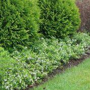 GROUND HUG® BLACK CHOKEBERRY