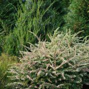 SUNJOY SEQUINS® BARBERRY