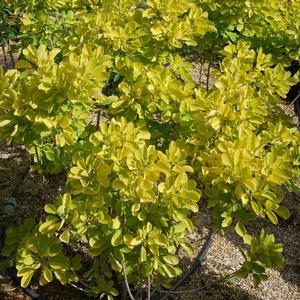 WINECRAFT GOLD® SMOKETREE