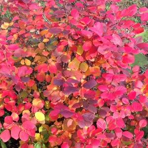 LEGEND OF THE FALL® WITCH ALDER