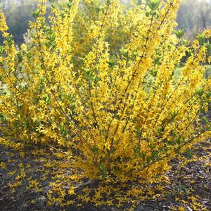 FLYING MACHINE® FORSYTHIA