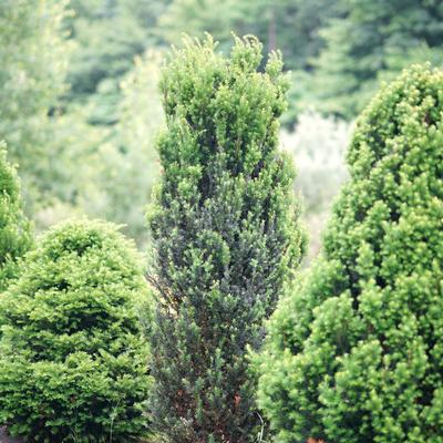 STONEHENGE® YEW