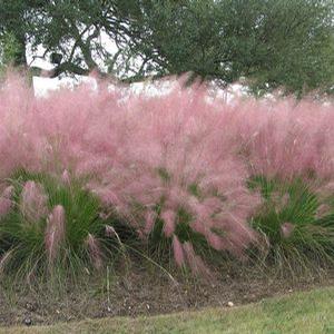 PINK MUHLY GRASS