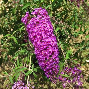 NANHO PURPLE BUTTERFLY BUSH