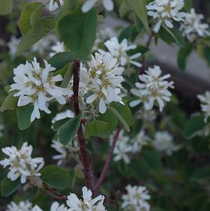 SMOKEY SERVICEBERRY