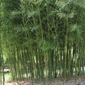 ANJI GOLDEN RUNNING BAMBOO