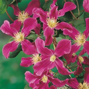 INSPIRATION® CLEMATIS