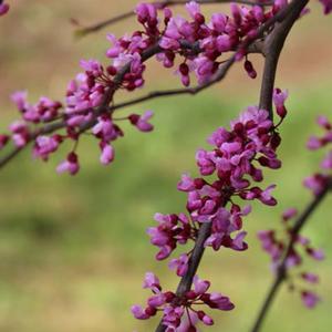 PINK HEARTBREAKER WEEPING REDBUD