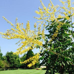 SUMMERBURST® GOLDEN RAINTREE