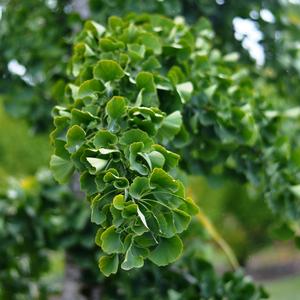 PRINCETON SENTRY® GINKGO