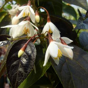 EVENING LIGHT JAPANESE SNOWBELL