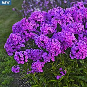 FASHIONABLY EARLY FLAMINGO GARDEN PHLOX