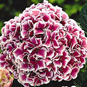 HARLEQUIN HYDRANGEA
