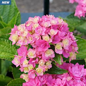 TOGETHER HYDRANGEA