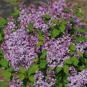 SCENTARA PURA® LILAC