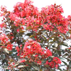 RIKKI TIKKI® ROUGE CRAPEMYRTLE