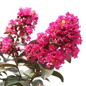 RIKKI TIKKI® PINK CRAPEMYRTLE