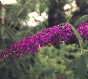 ROYAL RED BUTTERFLY BUSH