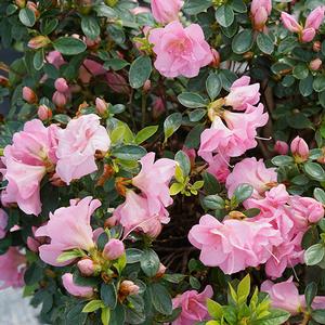 PERFECTO MUNDO® DOUBLE PINK AZALEA