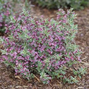 MY MONET PURPLE EFFECT® WEIGELA