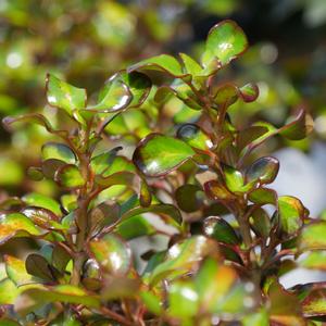 WAX WINGS™ LIME MIRROR BUSH