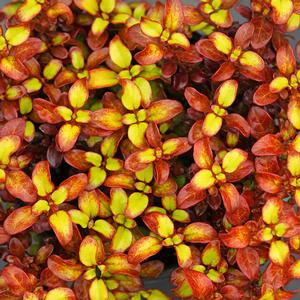 WAX WINGS™ ORANGE MIRROR BUSH