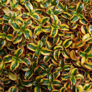 WAX WINGS™ GOLD MIRROR BUSH
