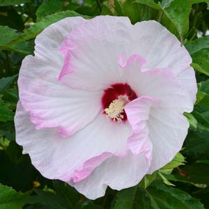 SUMMERIFIC® BALLET SLIPPERS HARDY HIBISCUS