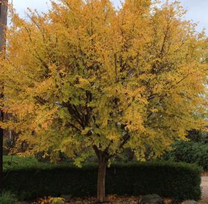 GOLDEN REY ELM