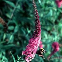 PINK DELIGHT BUTTERFLY BUSH