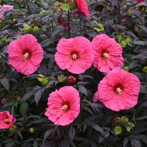 SUMMERIFIC® EVENING ROSE HARDY HIBISCUS