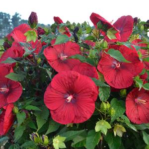 VINTAGE WINE HARDY HIBISCUS