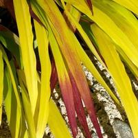 SUNFLARE™ JAPANESE FOREST GRASS
