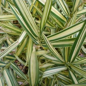 DWARF WHITESTRIPE RUNNING BAMBOO