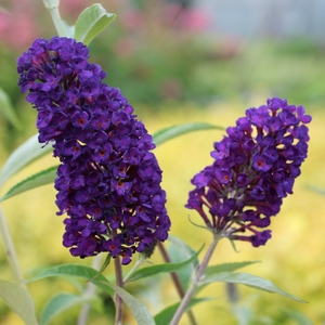 BLACK KNIGHT BUTTERFLY BUSH