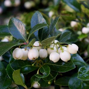 PEPPERMINT PEARL™ TEABERRY