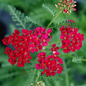 POMEGRANATE YARROW