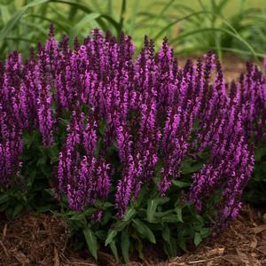 BUMBLEBERRY MEADOW SAGE