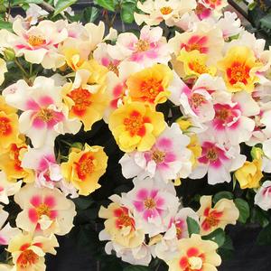 RINGO® ROSE