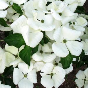VENUS® DOGWOOD