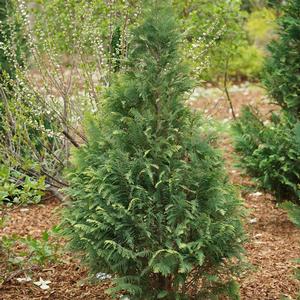 PINPOINT® BLUE & GOLD FALSE CYPRESS