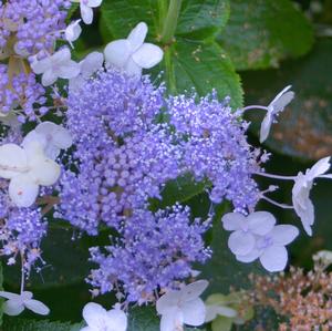 BLUE BUNNY™ HYDRANGEA