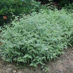 CAT'S EYE™ JAPANESE ROSE KERRIA