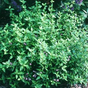 BABY LILAC