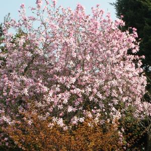 LEONARD MESSEL MAGNOLIA