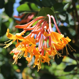 MANDARIN HONEYSUCKLE