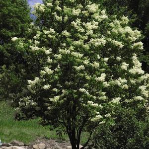 IVORY SILK® TREE LILAC