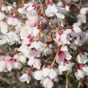 KOJO-NO-MAI ORNAMENTAL CHERRY BUSH